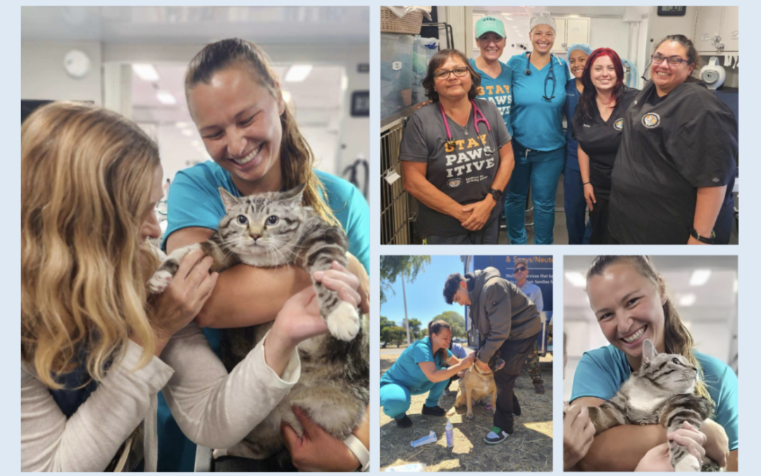 Collage of Dr. Hawks first day with C.A.R.E.4Paws pet wellness clinic to welcome her to the team!